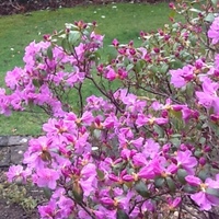 Rhododendron  'Praecox'